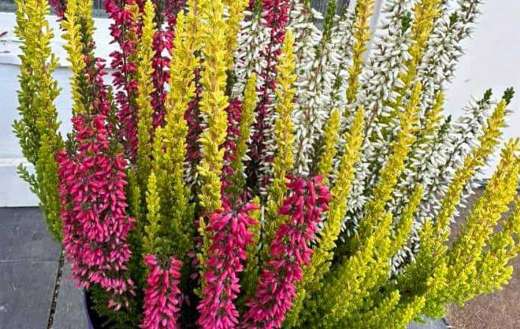 Mix calluna plant with flowers