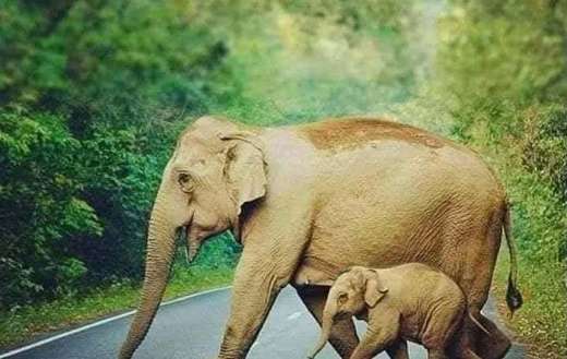 Mother and baby elephant crossing the road