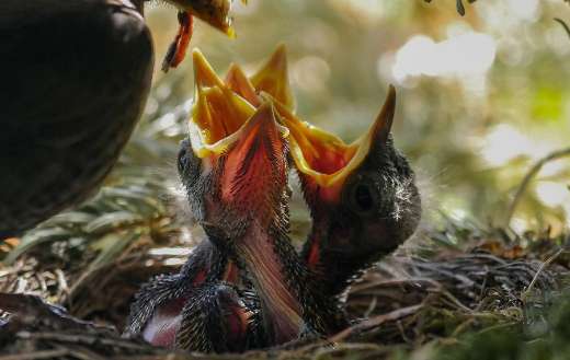 Mother birds feeding the hatchings
