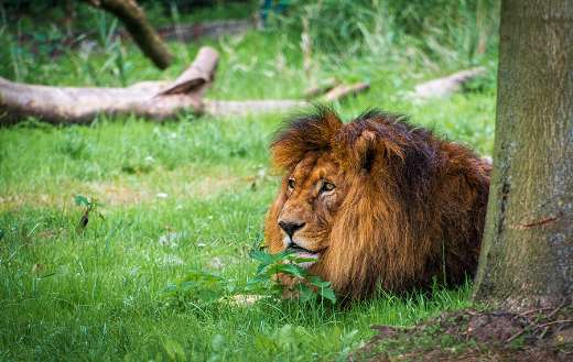 Old big cat lion predator