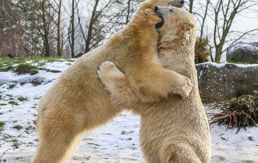 Polar bears standing fight