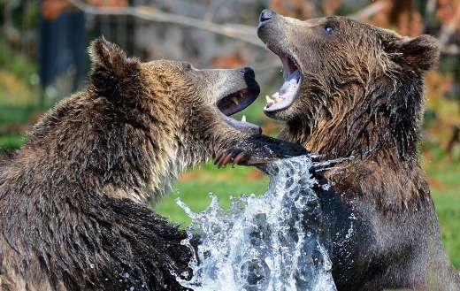 Sparring grizzlies bear