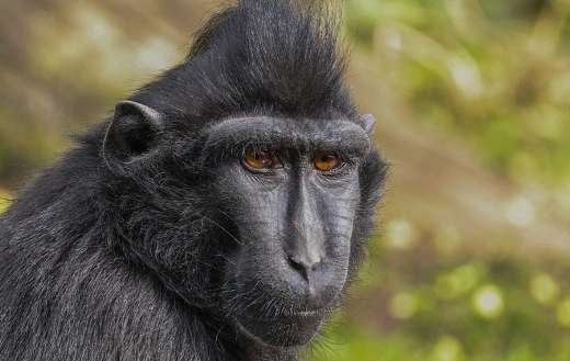 Sulawesi crested black macaque