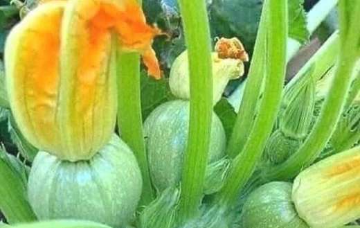 Summer squash courgette or zucchini