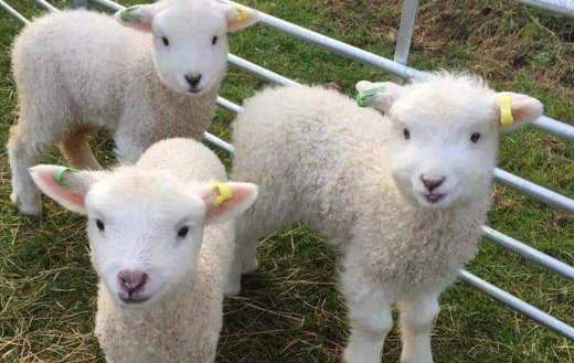 Three little sheeps in cage