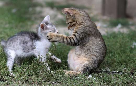 Two little kitten playing