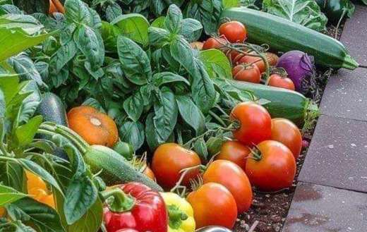 Vegetables gardening results