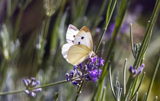 White butterfly purple gardenia flower