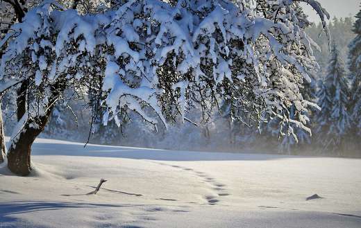 Winter season nature 2