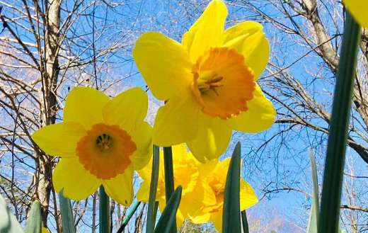 Yellow flower bulbs narcis