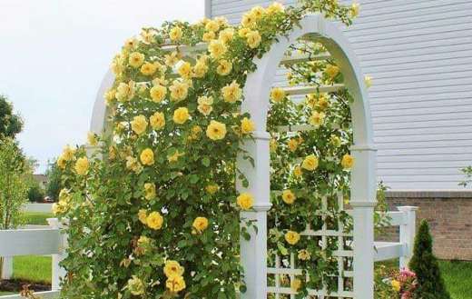 Yellow rose arch