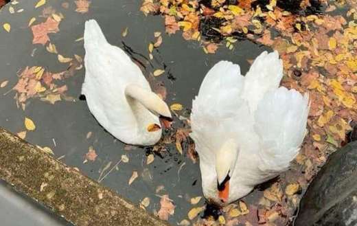 A swan species called mute swan