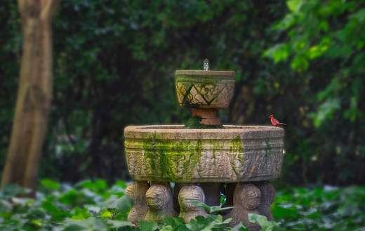 Abandoned bird bath fountain