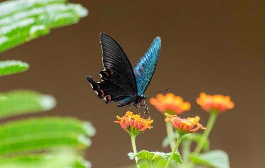 Alpine black swallowtail butterfly