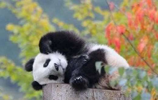 Baby panda playing
