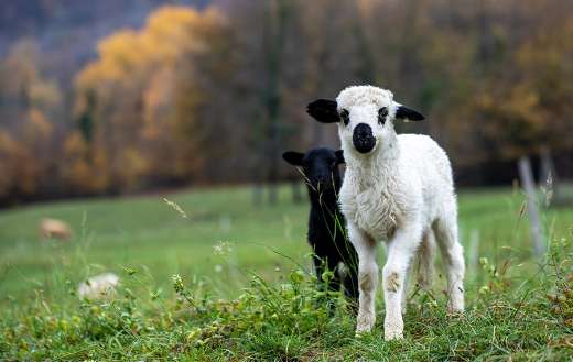 Baby sheep with black mouth