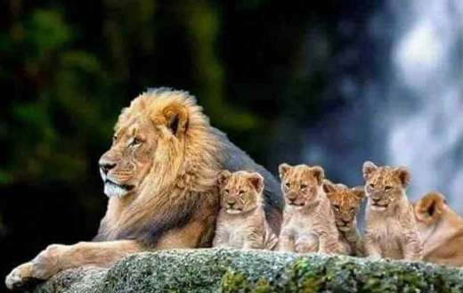 Beautiful picture of mother and cubs