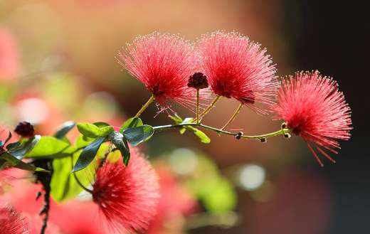 Bottle brushes flowers