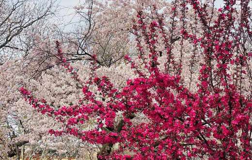 Branch brook park tree blossom for spring