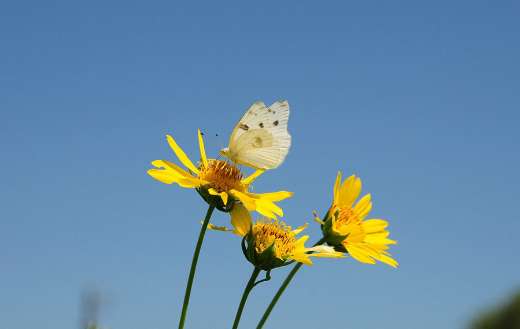 Butterfly bloom insects