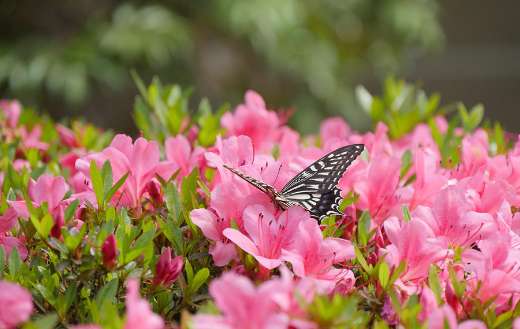 Butterfly insect pollinating 1