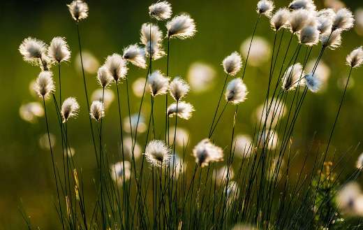 Cotton grass plant