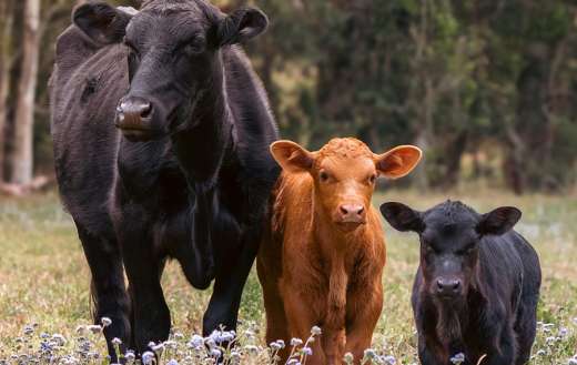 Cows with the flowers background
