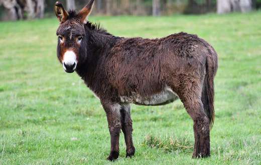 Dark brown donkey