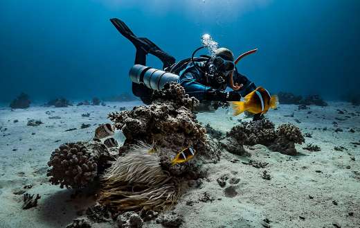 Diver anemone nature
