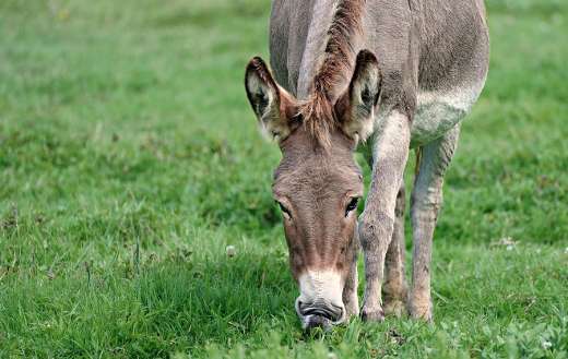 Donkey pasture online