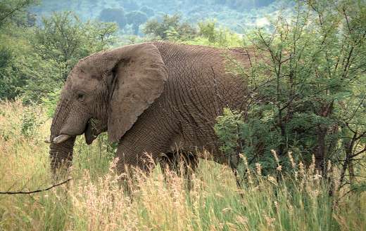 Elephant animal in the nature