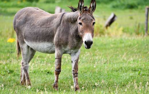 Equine donkey animal