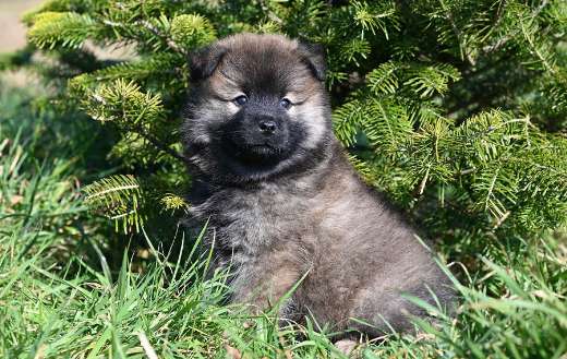 Eurasier aloha puppy dog