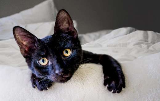 European short hair black cat