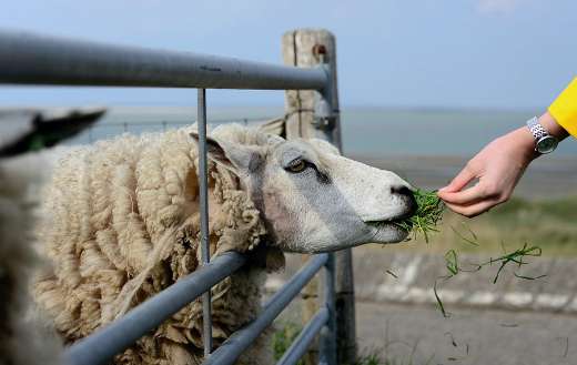 Feeding farm sheep
