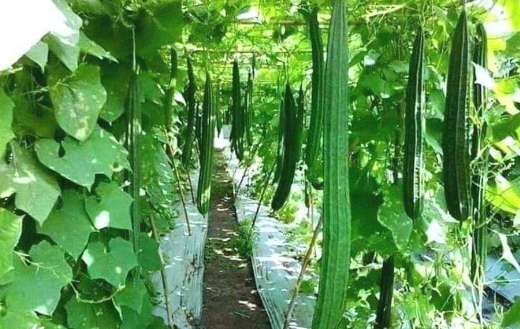 Garden of a sponge gourd vegetables