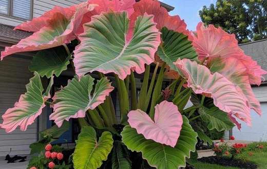 Giant elephant ear plant