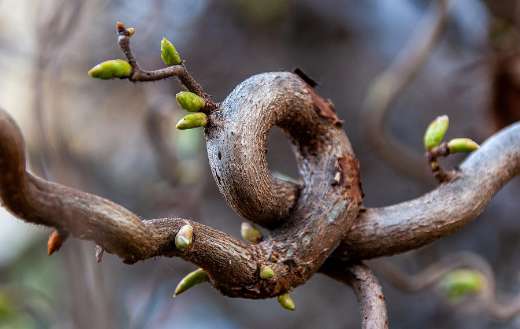 Gnarled tree branch