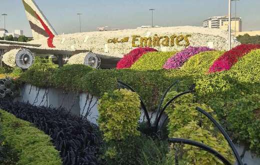 Greeny coleus in the miracle garden