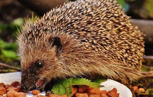 Hedgehog pet animal