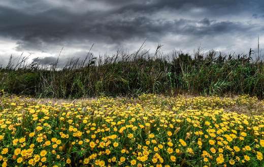 Landscape stormy spring nature