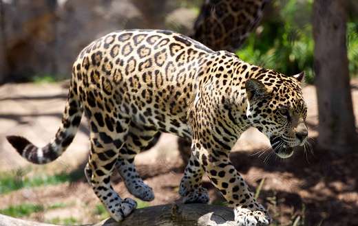 Leopard big animal cat