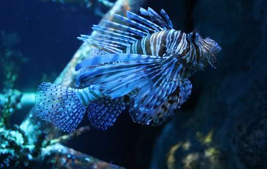 Lionfish sea online