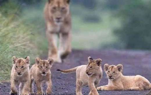 Mama lion with four little cubs