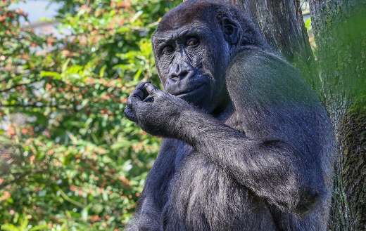 Sitting gorilla looking