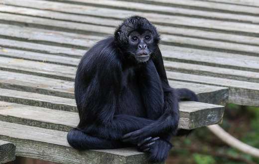 Sitting looking monkey