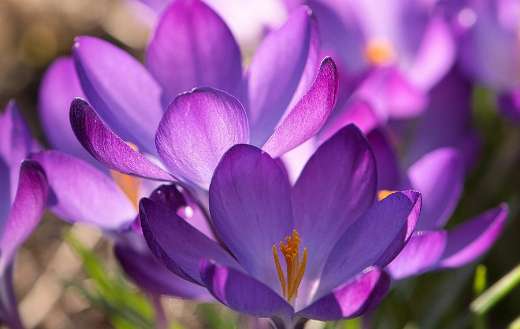 Violet color crocuses flowers