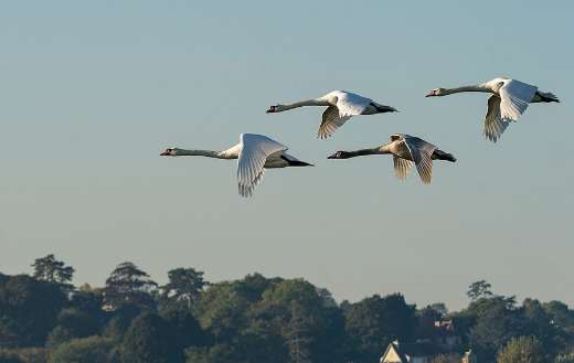 Waterfowls swan birds on air