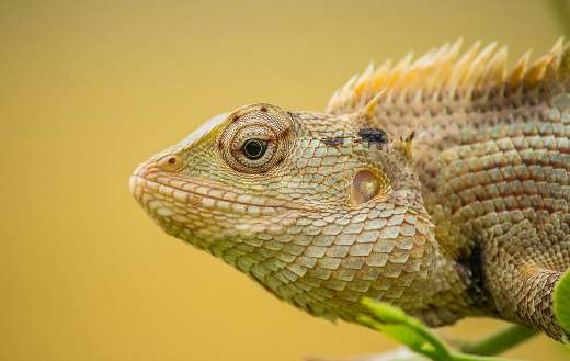Yellow chameleon animal