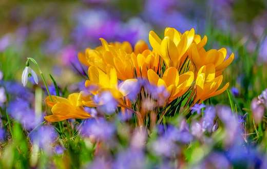 Yellow crocus flower blossom spring